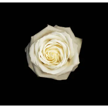 White Rose